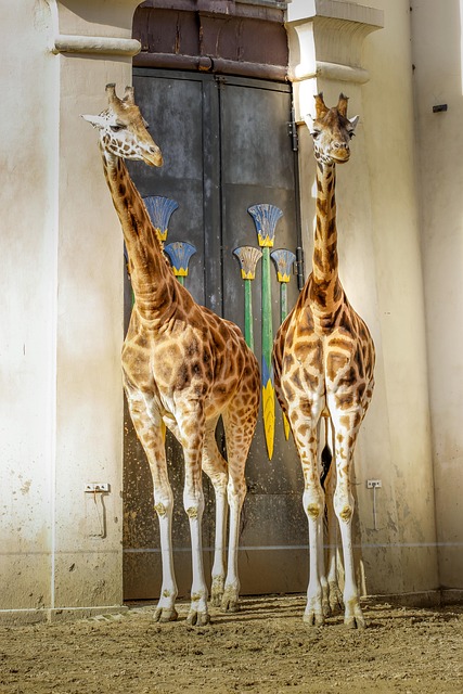 Giraffe, Zoo, Antwerpen, Belgien, Afrika