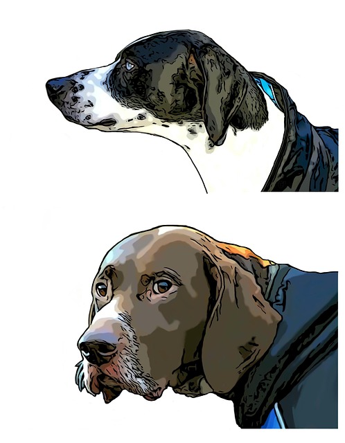 Hunde, Canicross, Brun Hund