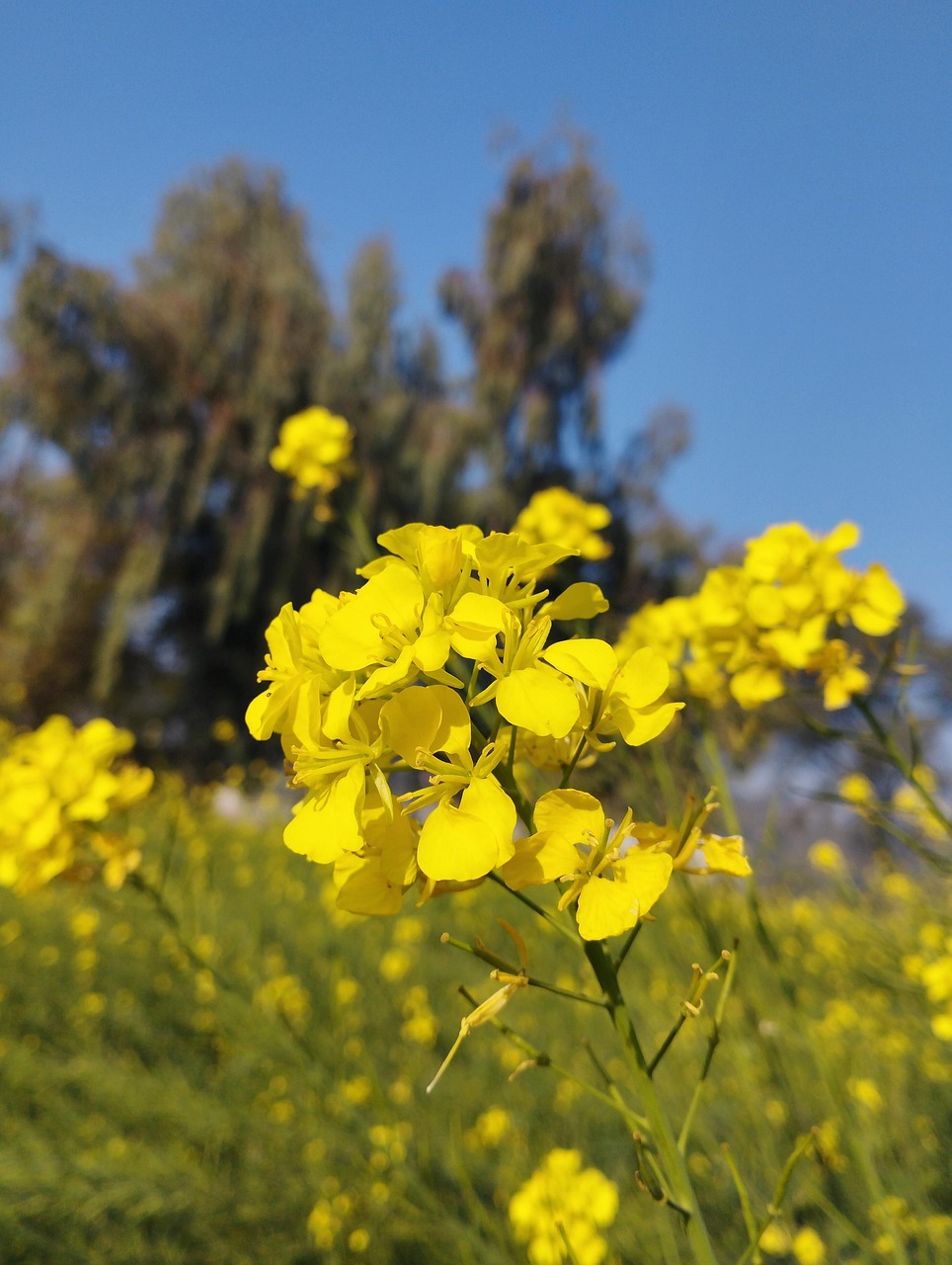 Fleurs Bloom Moutarde Sur Le - Photo gratuite sur Pixabay - Pixabay