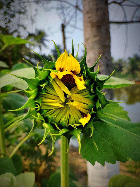 Free Sunflower Flower Background photo and picture