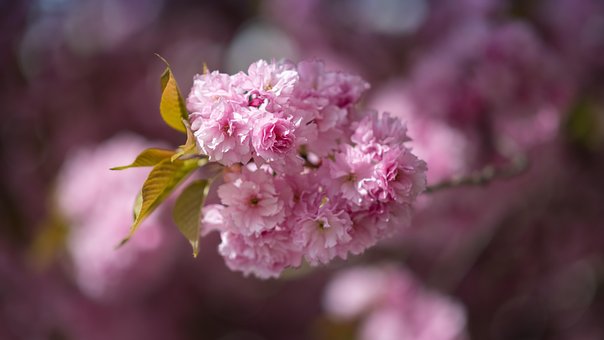 Free Cherry Blossom Flowers photo and picture