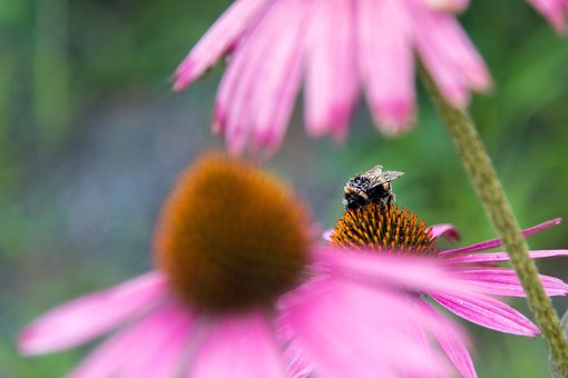 Free Insect Bumblebee photo and picture