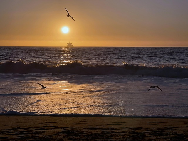 Solnedgang, Strand, Måke, Chile, Hav