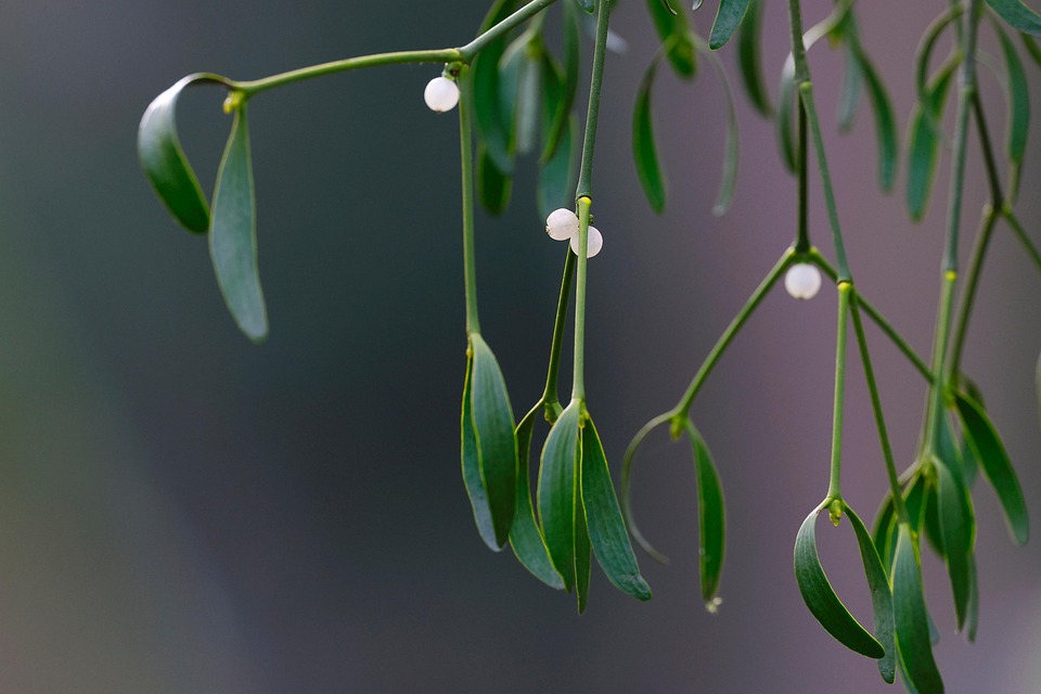 Viscum christmas plant