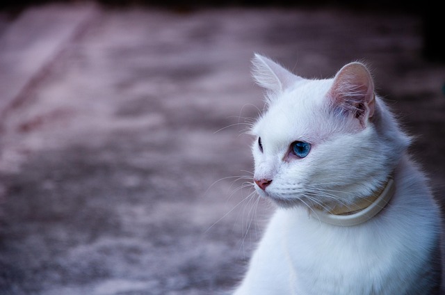 Free Cat Nature photo and picture