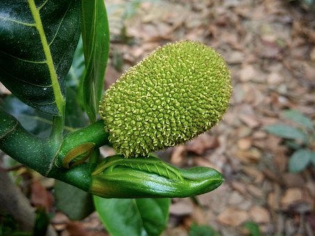 Free Jackfruit Fruit photo and picture