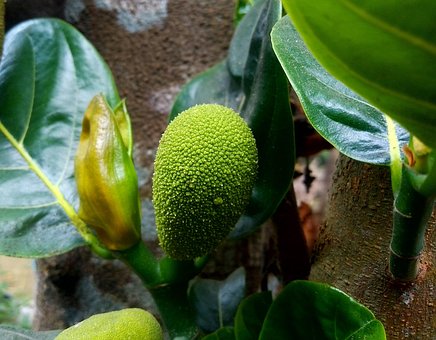 Free Fruit Raw photo and picture