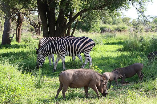 Free Zebra Warthogs photo and picture