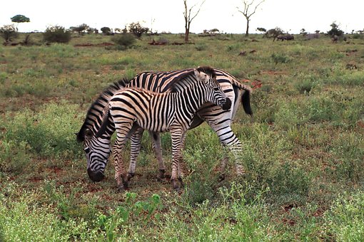 Free Zebra Kruger National Park photo and picture