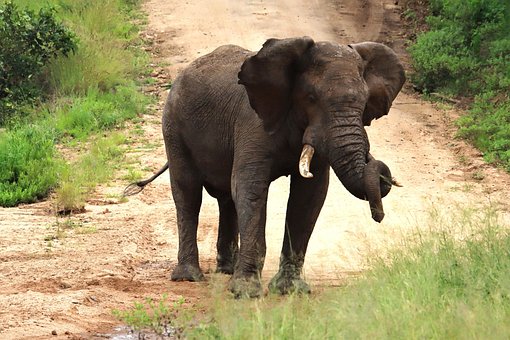 Free African Elephant Kruger National Park photo and picture