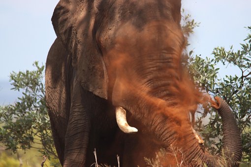 Free African Elephant Red Dust photo and picture