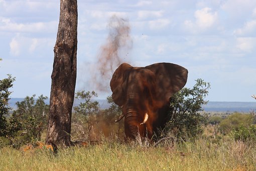 Free African Elephant Dust Bath photo and picture