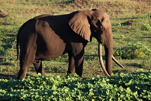 Free African Elephant Giant Tusks photo and picture