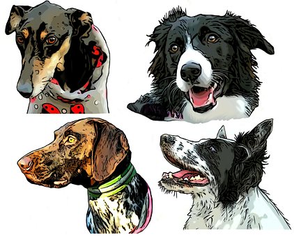 Hunde, Collie, Border Collie, Får Hund