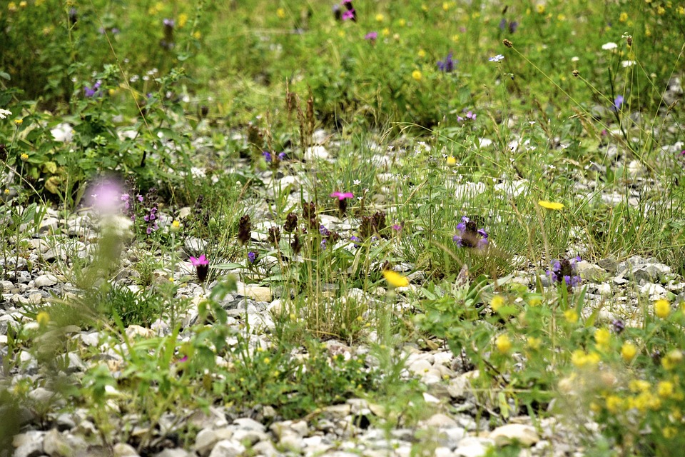 Gravel Lawn Wildflowers Natural Free photo on Pixabay Pixabay