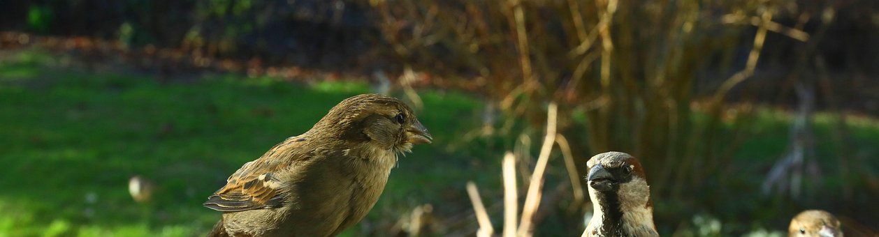 Free Sparrow Birds photo and picture