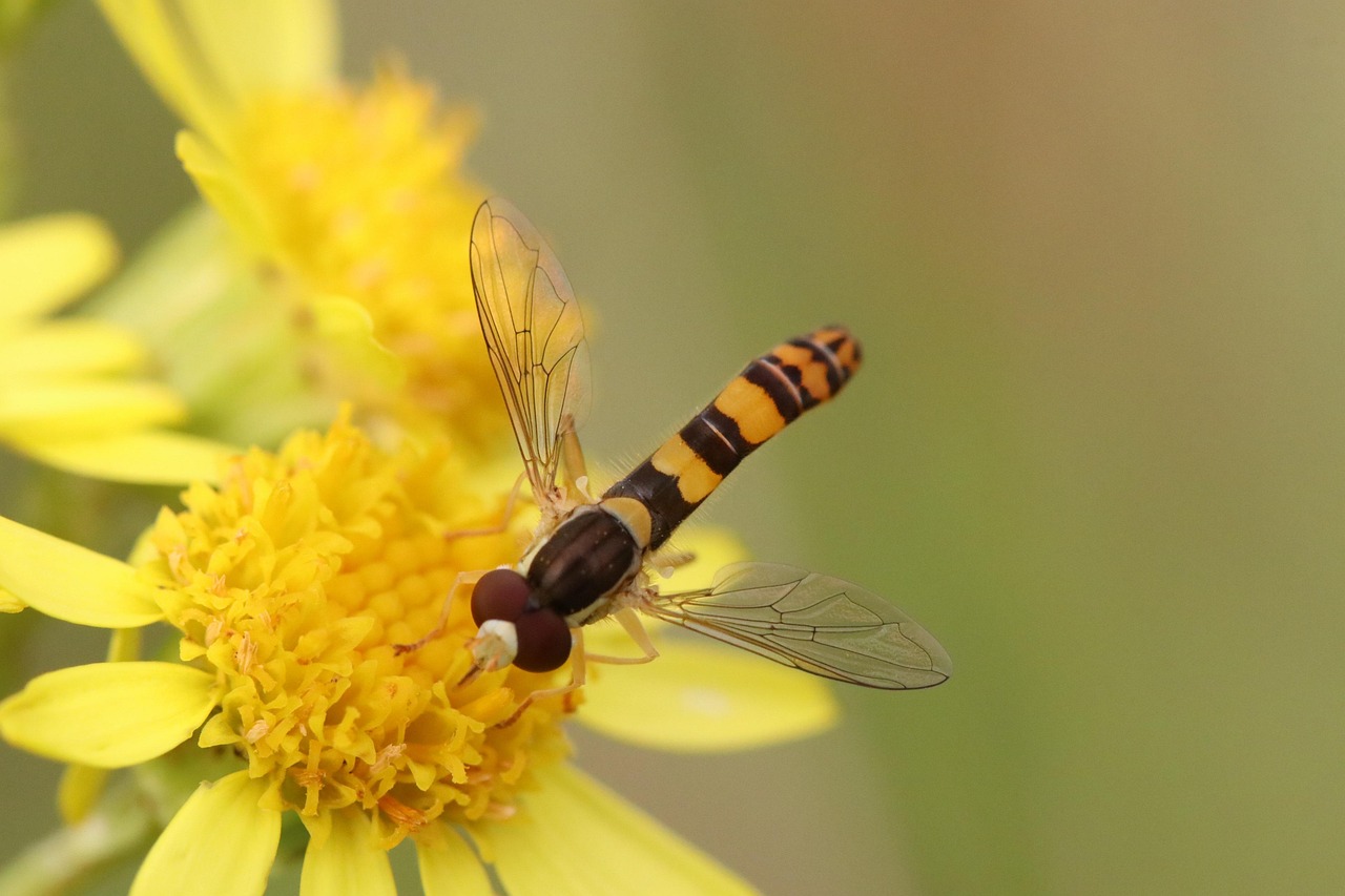 Dragonfly Yellow Flowers - Free photo on Pixabay - Pixabay