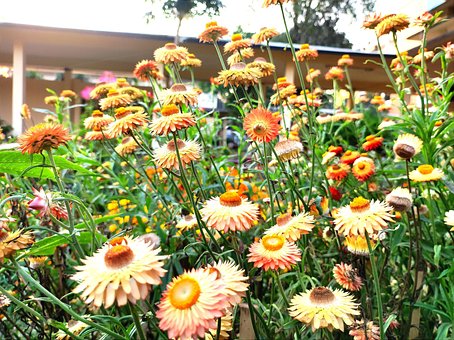 Free Helicrysum Flowers photo and picture
