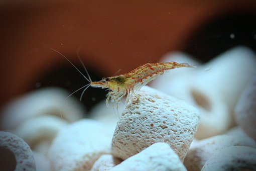 Aquarium, Garnelen Züchten, Garnelen