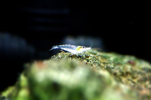 Garnelen, Aquarium, Fischglas, Fisch