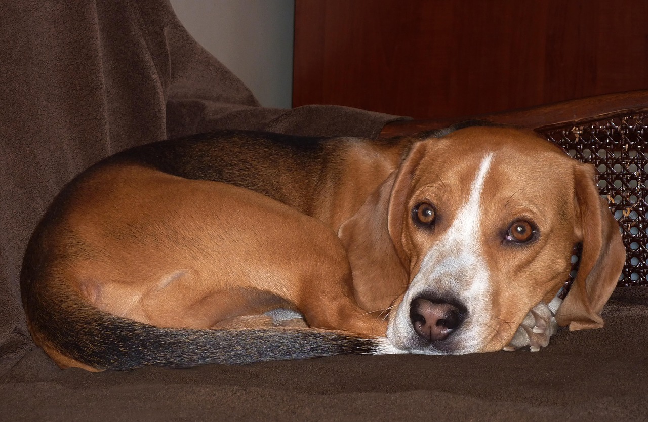 Chien Un Animal De Compagnie - Photo gratuite sur Pixabay - Pixabay
