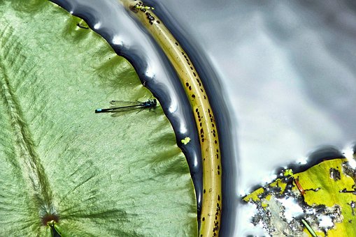 Free Doubleday'S Bluet Lily Pad photo and picture