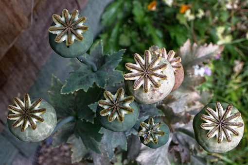 Free Poppies Plants photo and picture