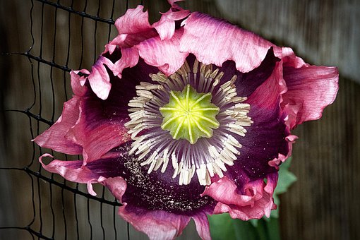 Free Poppy Flower Background photo and picture