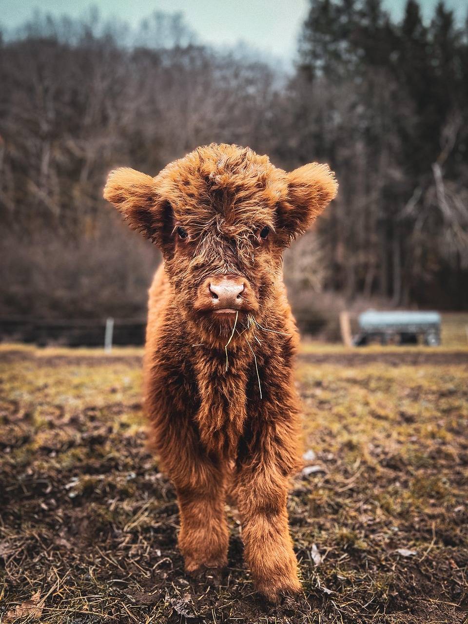 Calf Cow Livestock Free photo on Pixabay Pixabay