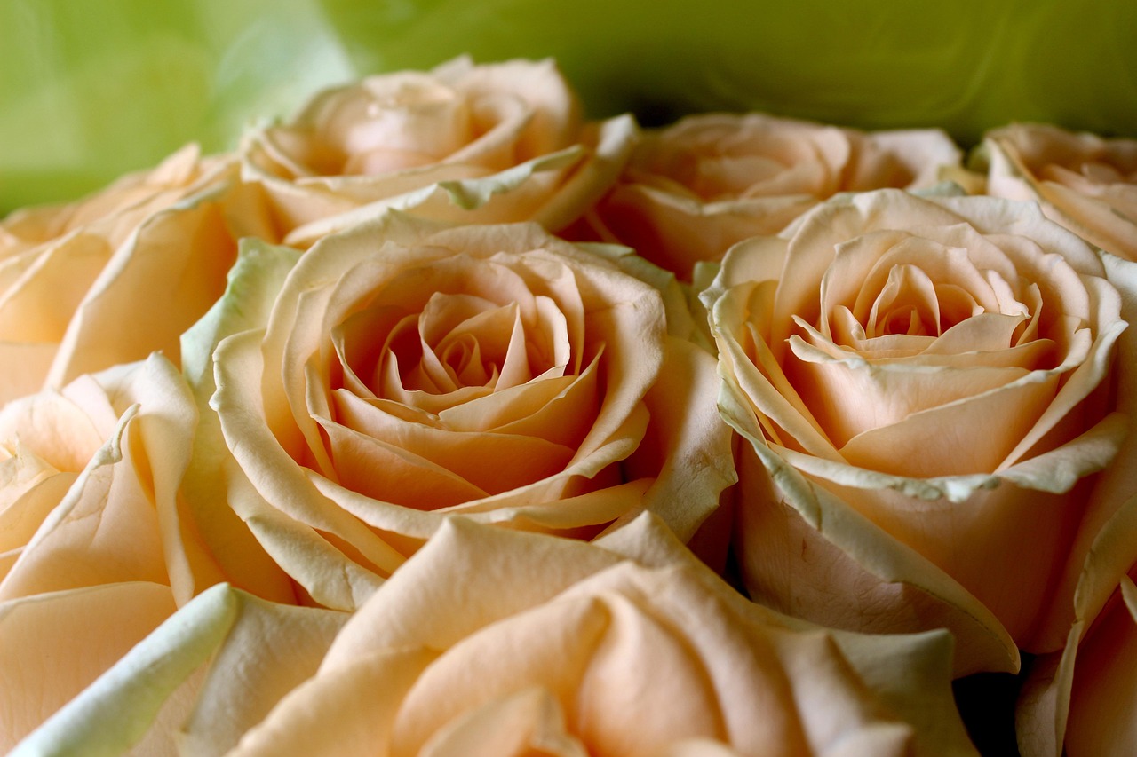 13 Bloomed Roses Flowers Bloom Roses - Free photo on Pixabay
