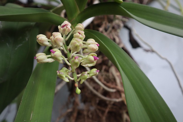 Free Flower Tree photo and picture