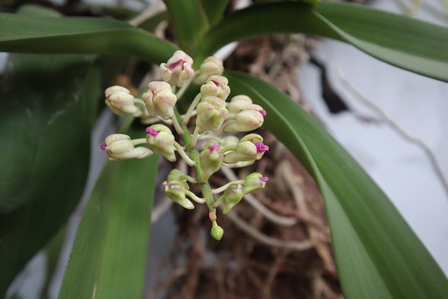 Free Flower Tree photo and picture