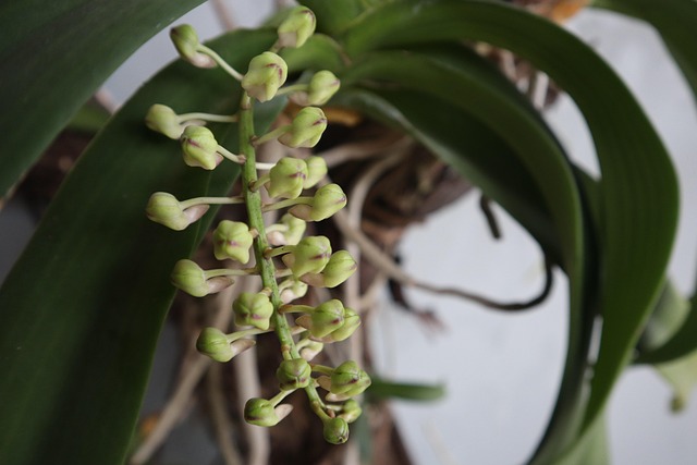 Free Flower Tree photo and picture