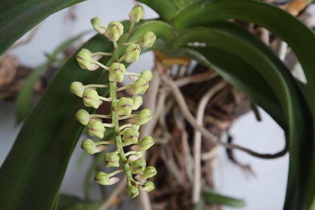 Free Flower Tree photo and picture