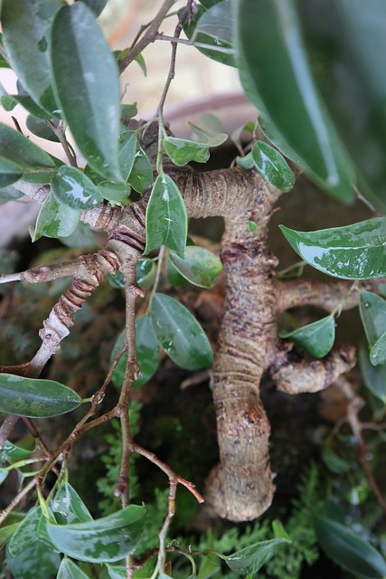Free Trees Nature photo and picture