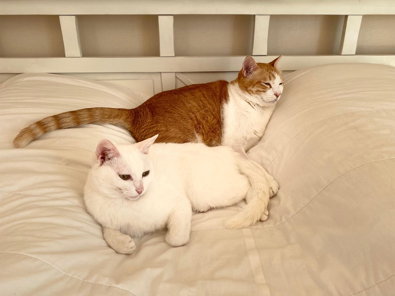 Cat Siblings Family Free photo on Pixabay