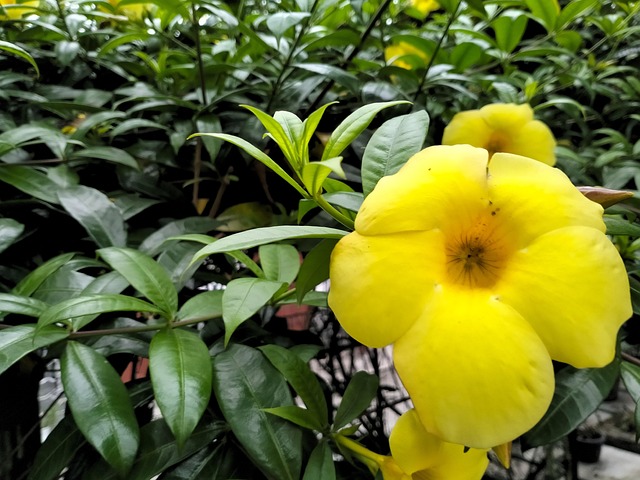 Dschungelglocken, Allamanda Cathartica