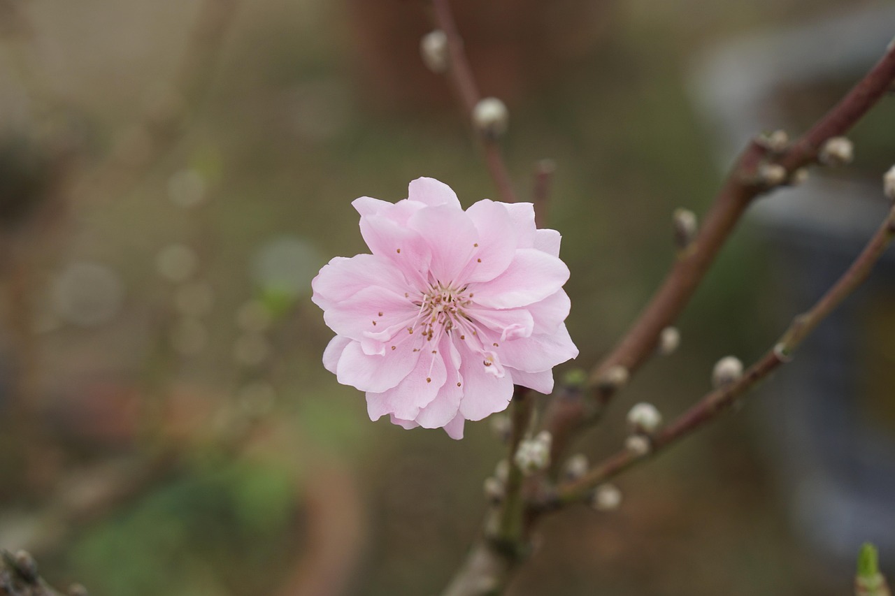 Peach Blossom Pink Flower - Free photo on Pixabay - Pixabay