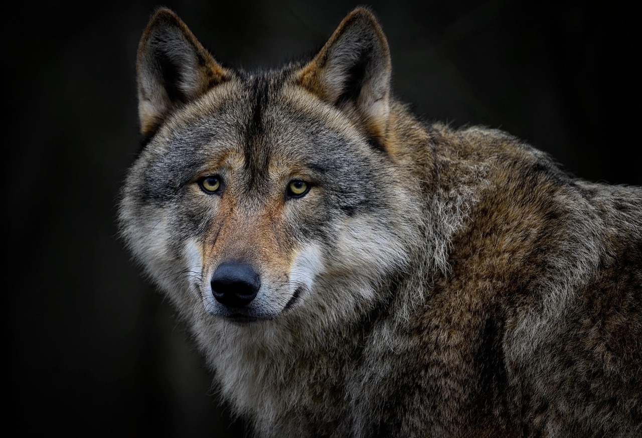 Animal Mamífero Lobo - Foto gratis en Pixabay - Pixabay