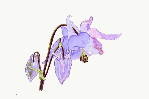 Free Columbine Flower photo and picture