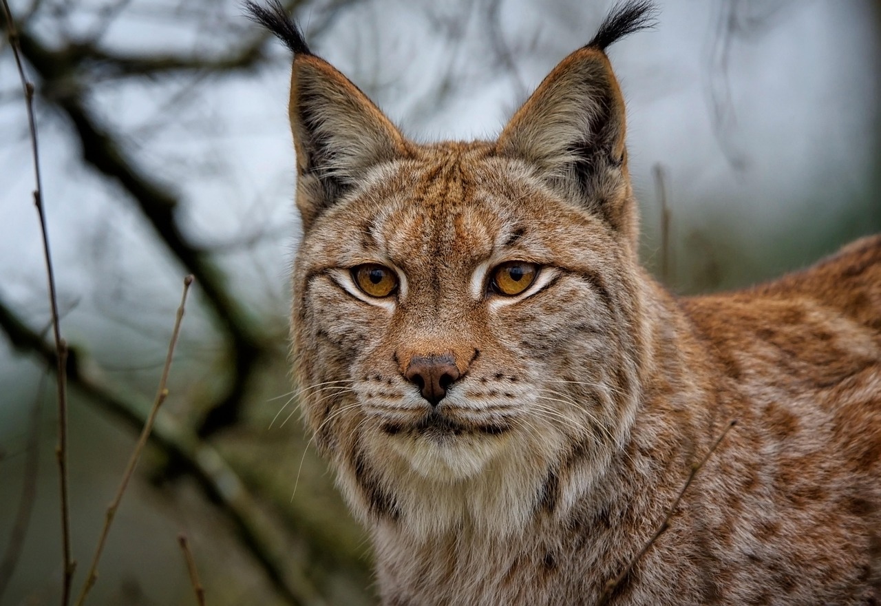 10 Free Lince Europeo Lynx Images Pixabay 10 Free Lince Europeo Lynx Images Pixabay