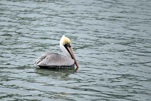 Free Bird Pelican photo and picture