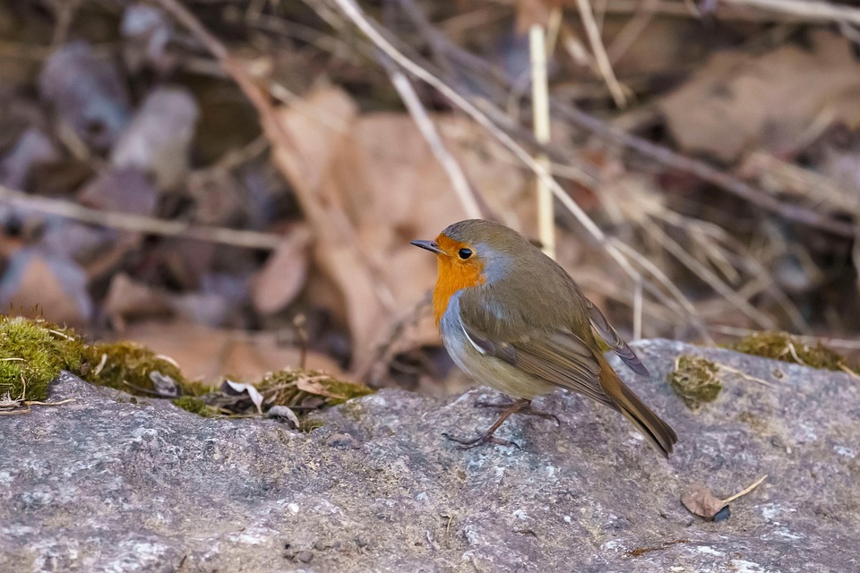 Buru Robi Burung Robin Eropa Ilmu - Foto gratis di Pixabay - Pixabay