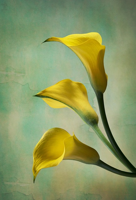 Free flowers yellow flowers calla illustration