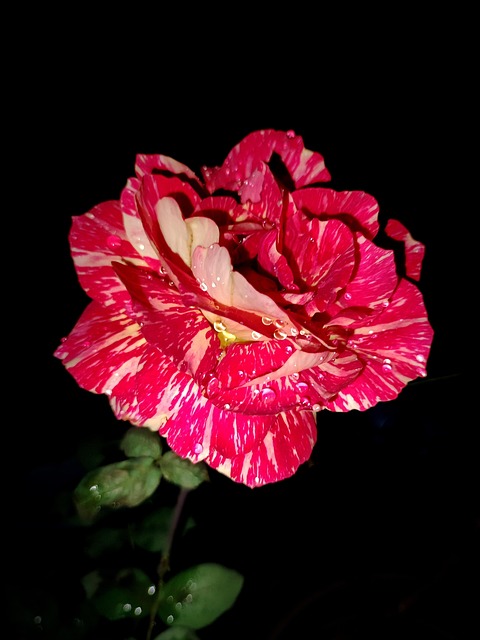 Free Rose Queen photo and picture