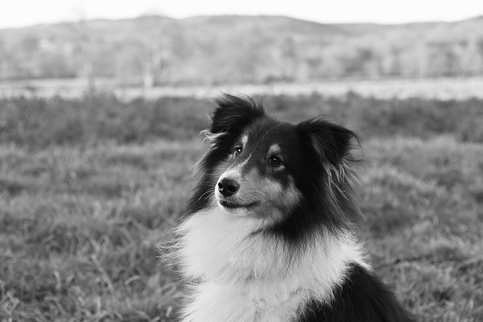 Animal Dog Mammal Free Photo On Pixabay