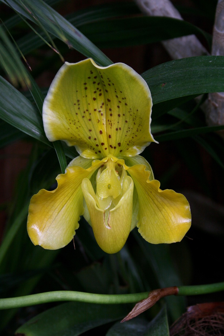 Orchidee Frauenschuh Zierpflanze Kostenloses Foto auf Pixabay Pixabay