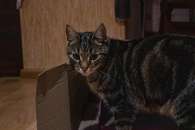 Gato, Animal, Doméstico, Listrado, Caixa