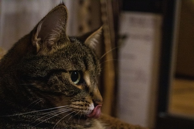 Gato, Animal, Doméstico