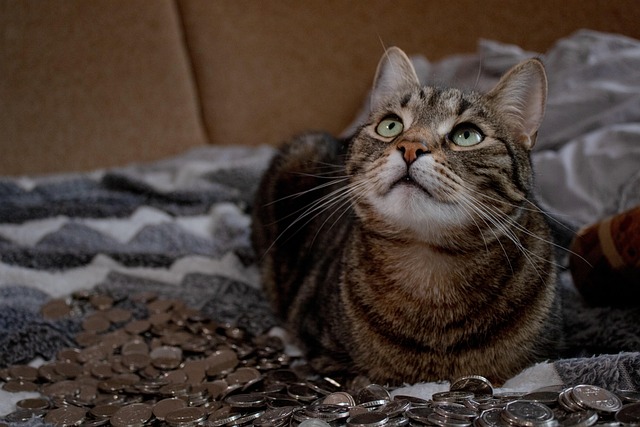 Gato, Bicho De Estimação, Moedas, Animal